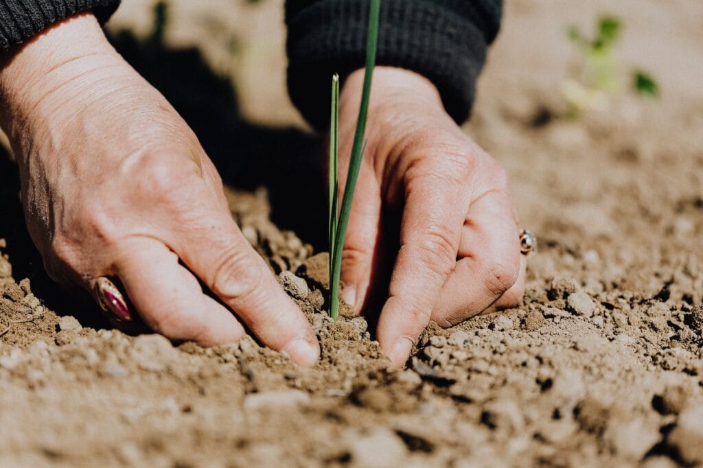 mustard seed parable man planting sapling pexels photo 4207908