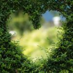 valentines day background, 4k wallpaper, windows wallpaper, heart, leaves, foliage, free background, garden, free wallpaper, bush, mac wallpaper, desktop backgrounds, heart shape, love, beautiful wallpaper, wallpaper 4k, 4k wallpaper 1920x1080, romance, cool backgrounds, plants, full hd wallpaper, background, nature, zoom background, wallpaper hd, hd wallpaper, green background, green heart, laptop wallpaper, green plants