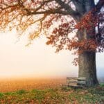 tree, beautiful wallpaper, park bench, nature wallpaper, autumn, 4k wallpaper, fall season, fall, fog, wallpaper 4k, foggy landscape, beautiful nature, nature, field, mac wallpaper, 4k wallpaper 1920x1080, cool backgrounds, meadow, hiding, free background, hd wallpaper, bench, desktop backgrounds, laptop wallpaper, wallpaper hd, view, leaves, foggy, full hd wallpaper, windows wallpaper, golden, magic, rest, relaxation, free wallpaper, nature background, desktop, wallpaper
