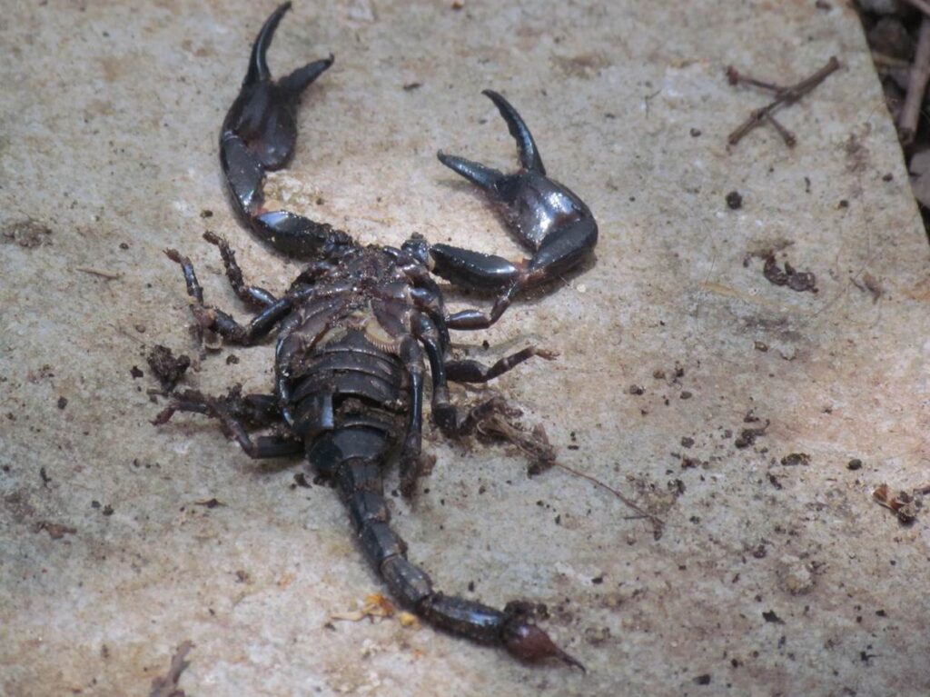scorpion in goa The Voice in the Garden & the Everyday Work of the Holy Spirit